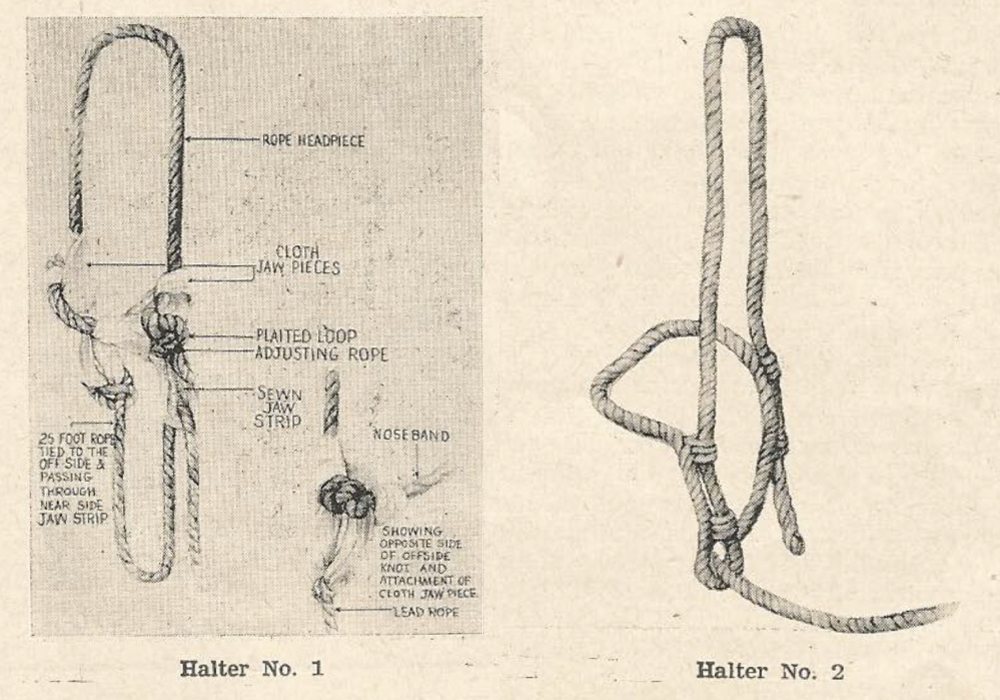 History: Modern Horse Training – Pt. 2