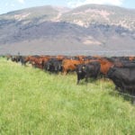 What’s best, grazing or haying, or both?