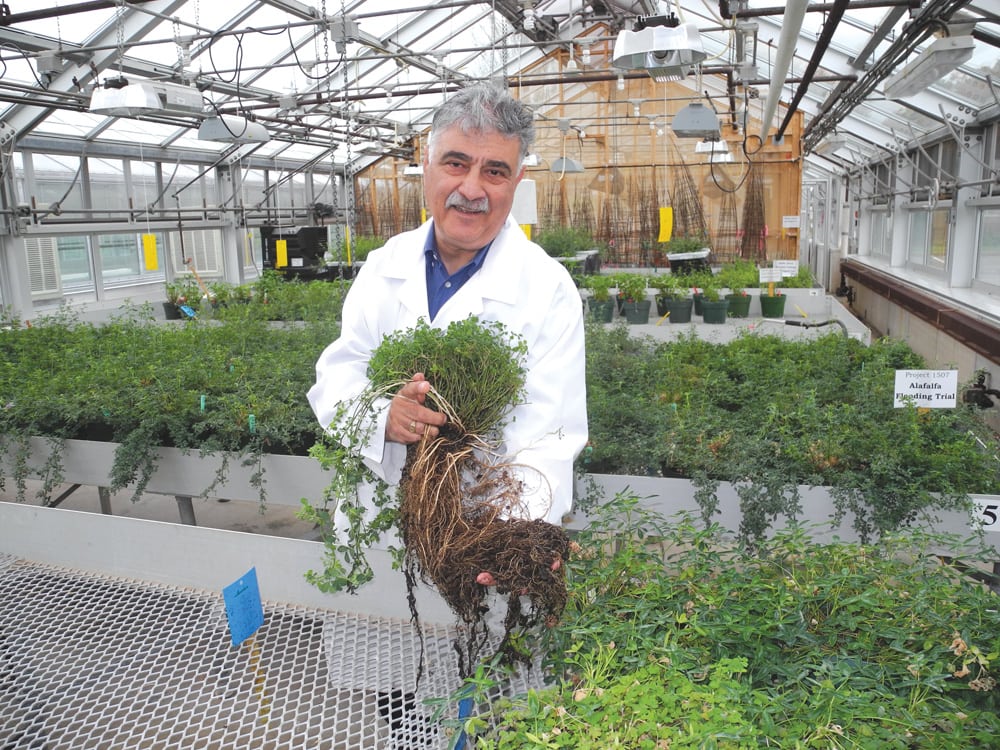 Researcher Yousef Papadopoulos co-leads a team that is identifying cultivars capable of maintaining 30 per cent legume stands under managed grazing.