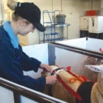 The first three years of the study were done on lambs and cattle are next, if funding is approved.