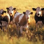 Is it realistic to think that machinery can be more efficient at what nature has already evolved to do?