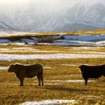 All producers raising beef or dairy cattle between 2003 and 2005 would be eligible for a share of the award if the suit is successful.