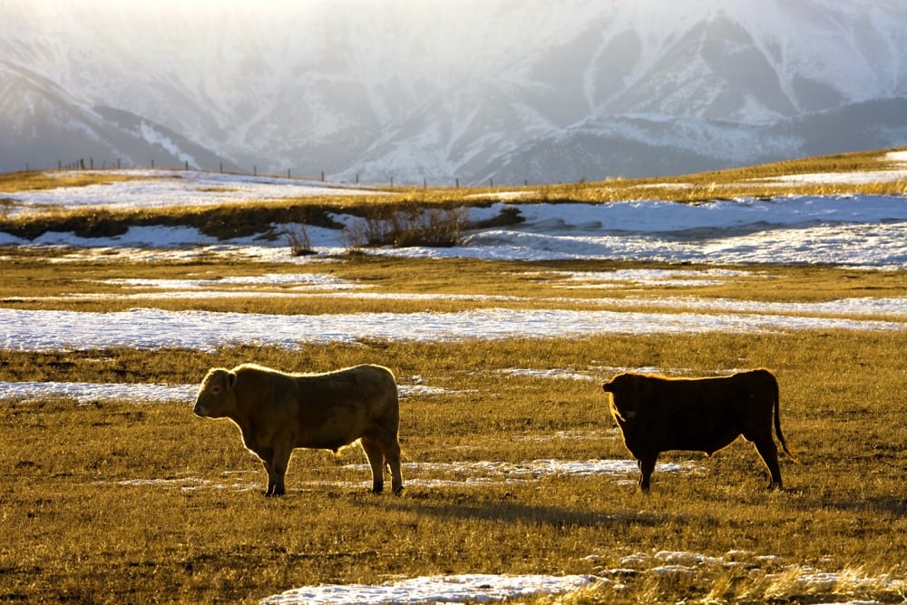 All producers raising beef or dairy cattle between 2003 and 2005 would be eligible for a share of the award if the suit is successful.