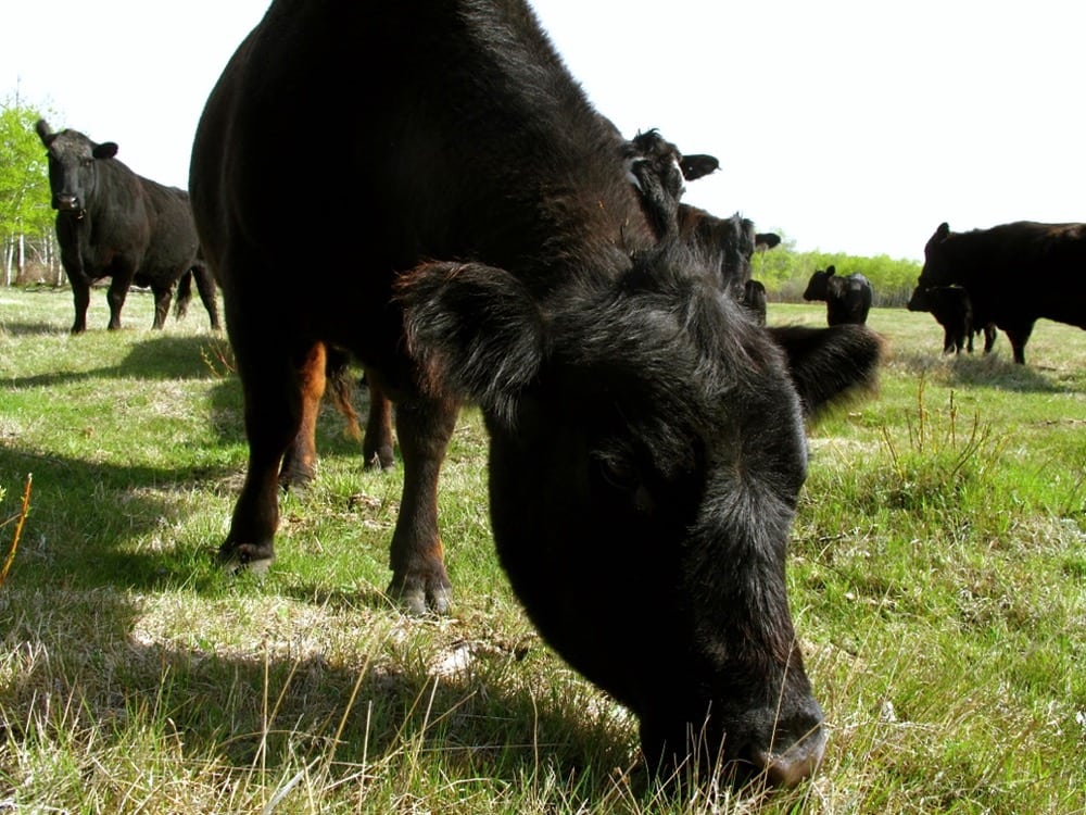 Producers need to choose a grazing plan that best suits their operation.