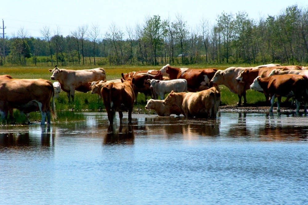 Hot weather and a stagnant water supply create prime conditions for cyanobacteria to form.