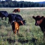 Although the efficacy of blackleg vaccines is occasionally disputed in North America, there are few veterinary practitioners who would be comfortable convincing producers to stop using the vaccine.