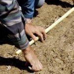 Ensuring legumes aren't seeded too deep is an absolutely critical step in establishing a high-legume pasture.