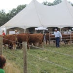 Low-stress cattle handling instruction with Dylan Biggs.