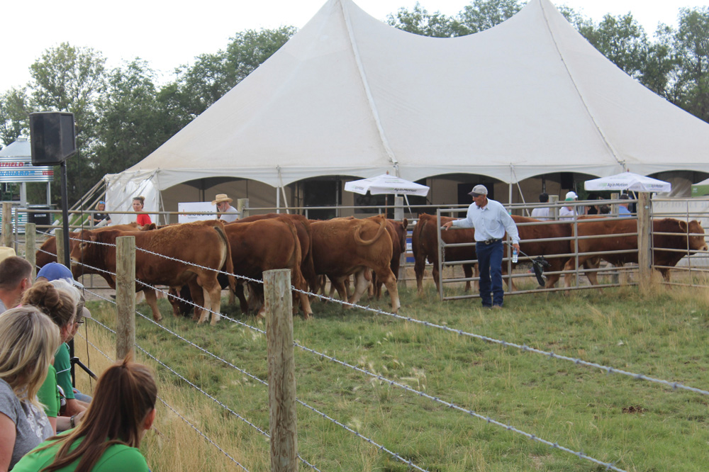 Low-stress cattle handling instruction with Dylan Biggs.