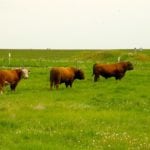 A.I. has made it easier for commercial cattlemen to breed to the very best bulls the industry has to offer.
