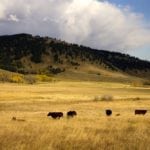 Conservation organizations such as Ducks Unlimited Canada are concerned about the pandemic's effect on beef producers and the long-term implications for the wildlife habitat those producers protect.