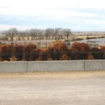 Drylotting cows and calves is one way to hold onto your genetics during a drought.