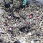 In a well managed pasture, dung beetles can help reduce methane emissions.