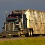 An AAFC study found that while most unfit animals were being dealt with properly, there was room for improvement in terms of assessing cattle prior to transport.