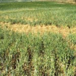 'If you are going to have problems, it will usually be when you first introduce cattle to that forage, so you need to know the nitrate levels and manage accordingly.'