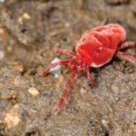 Red velvet mites are one of a whole host of predator insects that protect our crops and cattle, if we protect them.