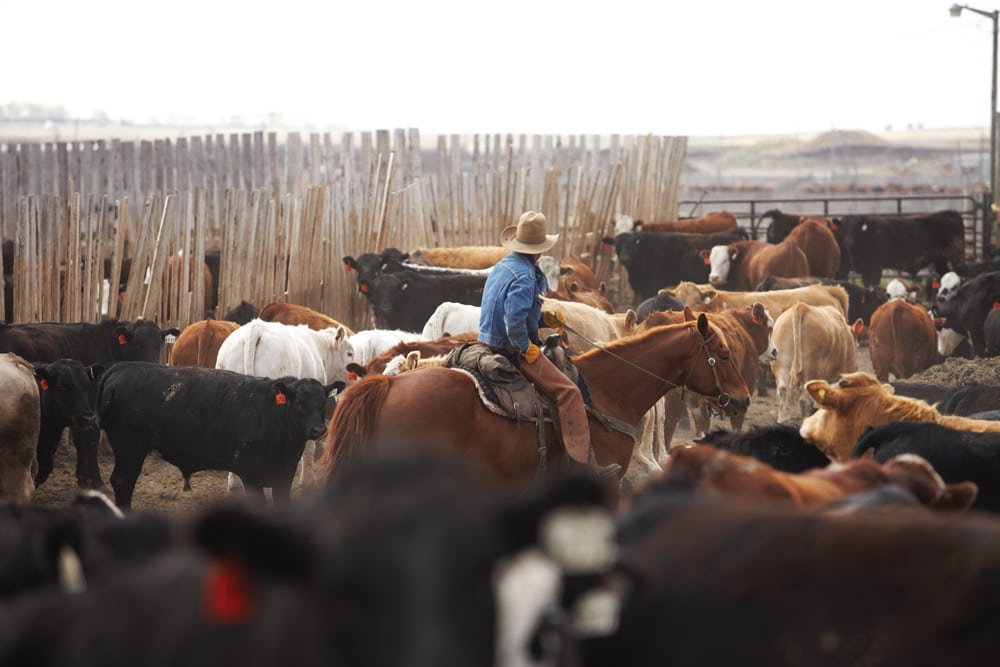 Be a guest, not a predator in the feedlot pen
