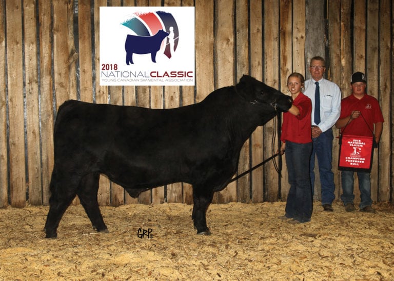 Young Canadian Simmental Association show winners Canadian Cattlemen