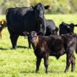 The driving factor behind creep feeding calves is to increase weight gains while on pasture.