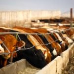 A recent study for one of the world’s largest beef companies found respondents indicate that an animal’s diet is directly related to food safety.