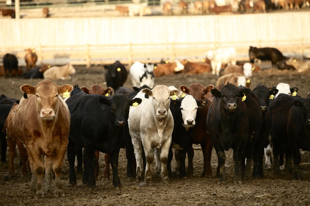 It would be very difficult for the U.S. to maintain their healthy beef export market without an imported supply of cattle from Canada.