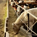 The best strategy to keep dust down is to avoid a buildup of organic matter.