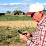 Farmer or rancher sitting on pickup tailgate, in a field, using a Smart Phone with his cattle in the background. Horizontal image would be good for agriculture use.
