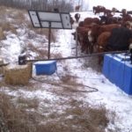 Dr. Nora Paulovich draws water from the dugout into a solar powered Kelln waterer on her family’s ranch. Freezing around the inlet has been a concern.