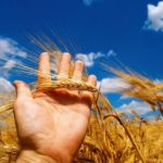 A diplomatic dispute between Canada and Saudi Arabia has halted wheat and barley shipments to the middle eastern country. Photo: Thinkstock