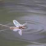 A mayfly on water. (SBTheGreenMan/iStock/Getty Images)
