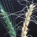 A healthy wheat head at left and one with severe symptoms of fusarium head blight at right. (Keith Weller photo courtesy ARS/USDA)