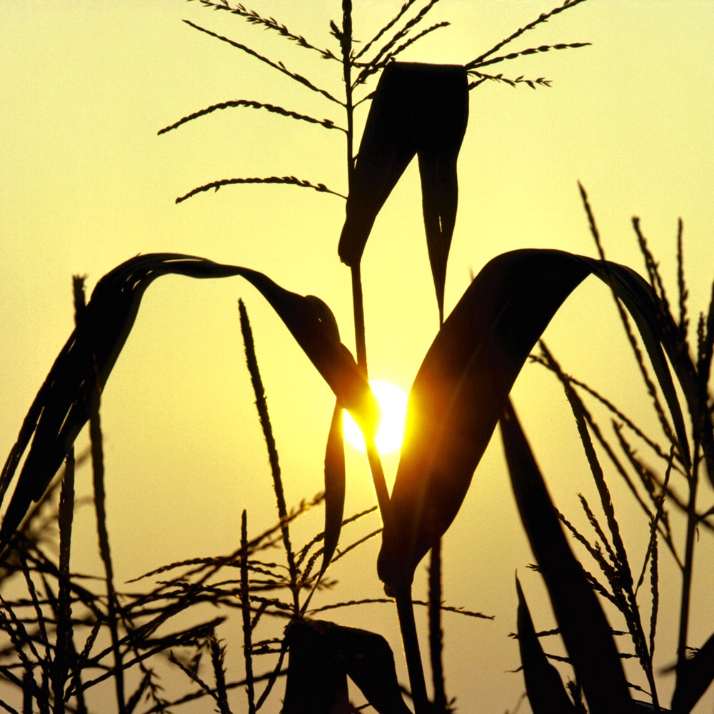 Photo: Thinkstock
