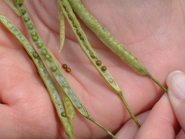 Speckled pods are a sign of light or moderate frost damage. (Canola Council of Canada photo)
