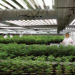 The legalization of cannabis is expected to create thousands of new jobs — from production workers to office staff. Shown here is an Ontario marijuana facility. (Photo: Reuters/Blair Gable)