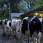Dairy cattle in Canada. (Pearman314/iStock/Getty Images)