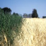 Producers can bale kochia along with a stunted wheat crop, an AAFC release notes.