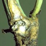 Photo: Canola Council of Canada
