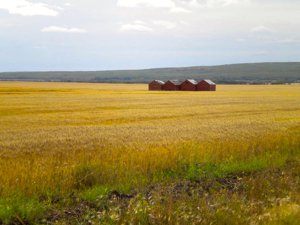 Six habits of highly resilient farmers