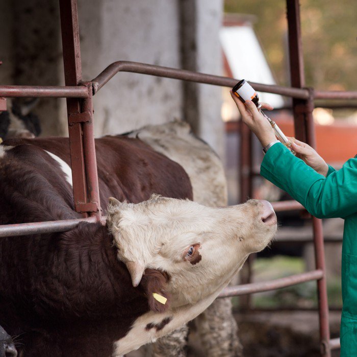 Pain management is among the latest revisions to the Code of Practice for the Care and Handling of Beef Cattle.