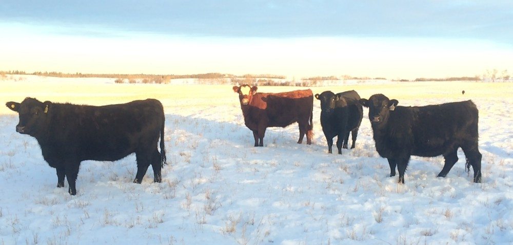 USING SCIENCE TO BOOST HYBRID VIGOUR