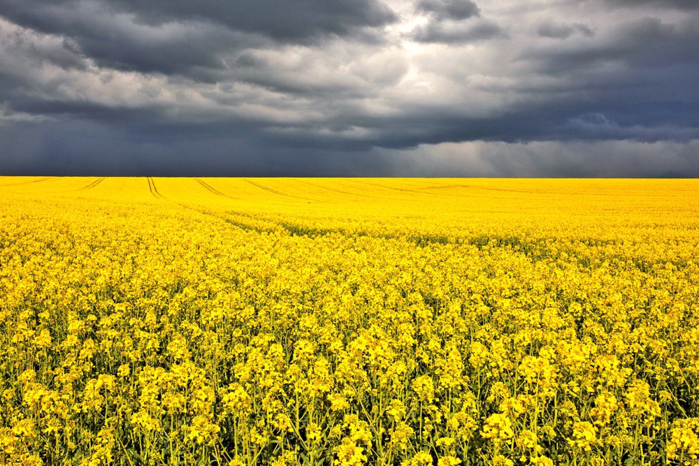 ICE Canada Weekly Outlook: Canola off highs, but watching weather