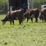 Cattle management and pasture rotation with Gallagher’s Jack Kyle – AGDealerTV