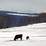 Higher feed costs are expected to have an impact on all types of winter feeding systems.