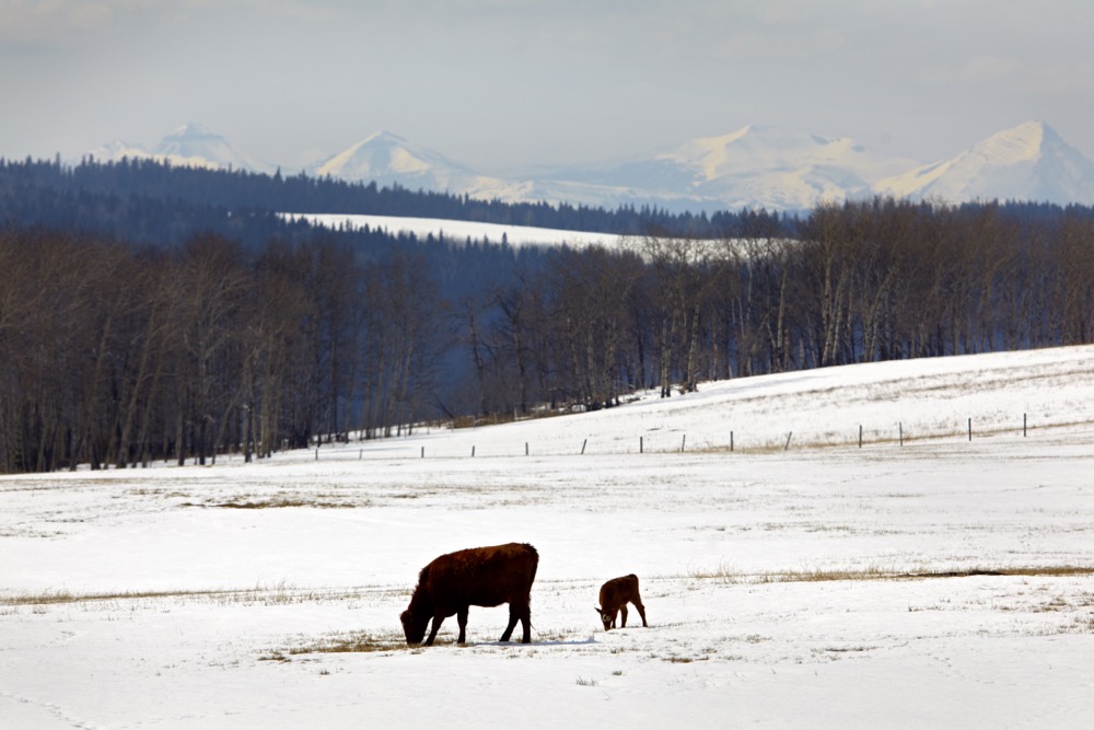 Higher feed costs are expected to have an impact on all types of winter feeding systems.