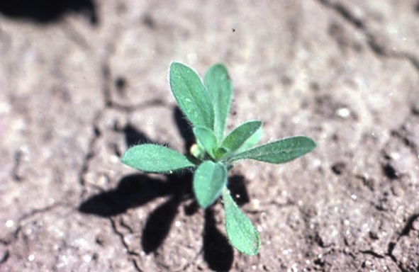 Alta. fields host Prairies’ first glyphosate-resistant weed