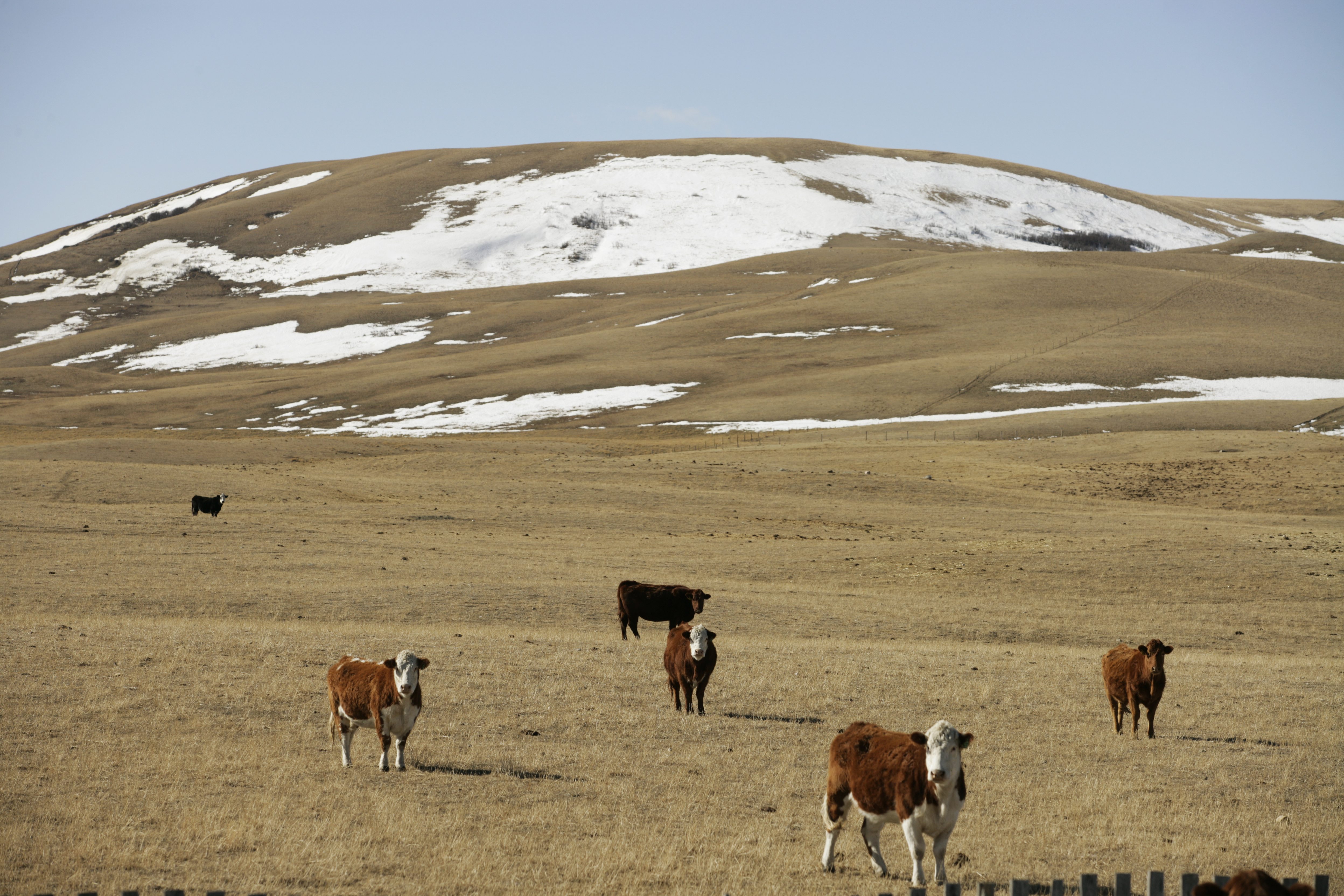 Feds name 10 Sask. community pastures to shed in late 2013