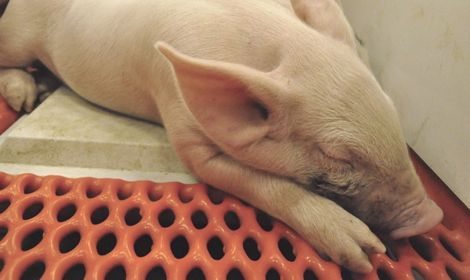 Newborn piglets under four weeks of age are considered to be at the greatest risk from the PED virus. (Laura Rance photo)
