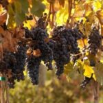 (British Columbia Wine Institute photo)