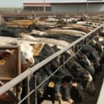 Cargill bans Zilmax from beef supply until issues resolved