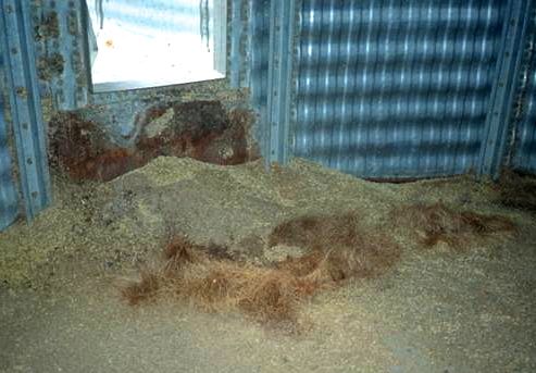 Grain that’s gone mouldy in storage. (Photo courtesy AAFC Cereal Research Centre/U of M)
